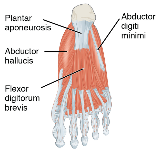 File:1124 Intrinsic Muscles of the Foot b.png