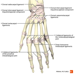 Ligaments of the hand dorsal aspect Primal.png
