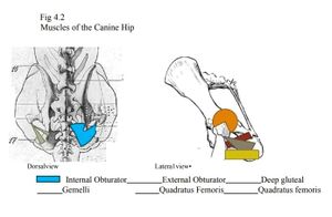 Muscles of canine hip.jpeg