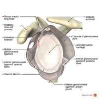Illustration of sublabral foramen Primal.png