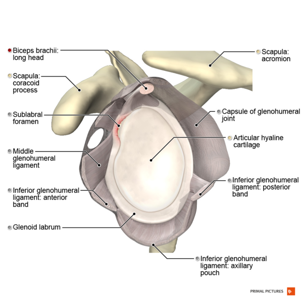 File:Illustration of sublabral foramen Primal.png