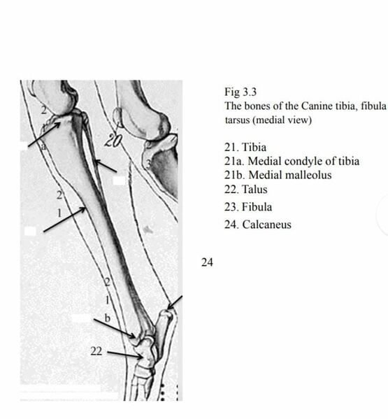 File:Bones of the canine tibia, fibula and tarus.jpeg