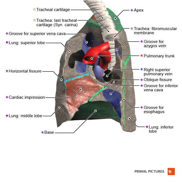 File:Right lung medial surface Primal.png