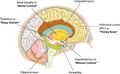 Cross section of the brain showing the basal ganglia, thalamus, and hypothalamus.