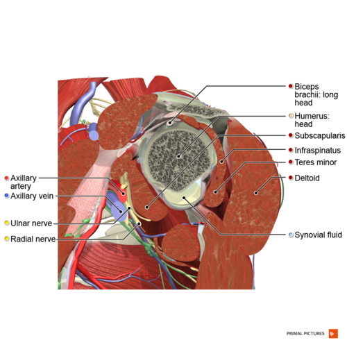 Sagittal section of the rotator cuff muscles Primal.png