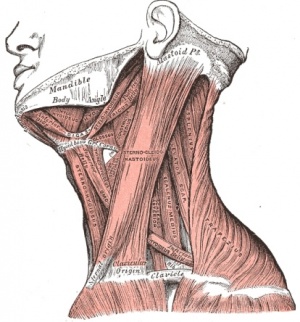 Sternocleidomastoid muscle