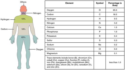 Elements of the Human Body-01.jpeg