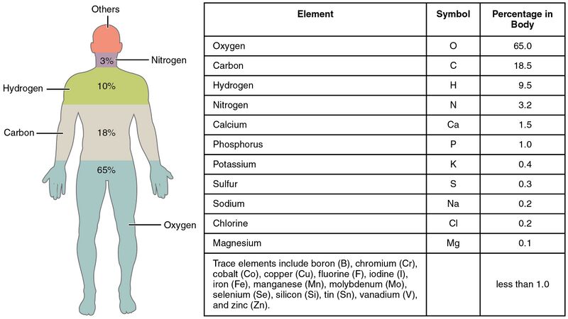 File:Elements of the Human Body-01.jpeg