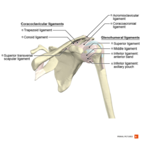 Ligaments of the shoulder anterior aspect Primal.png