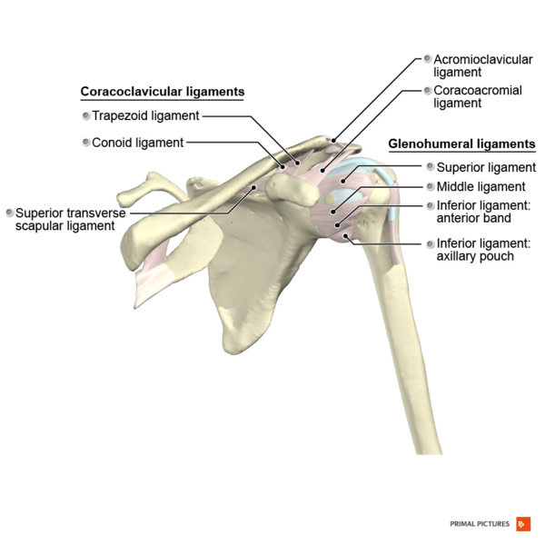 File:Ligaments of the shoulder anterior aspect Primal.png