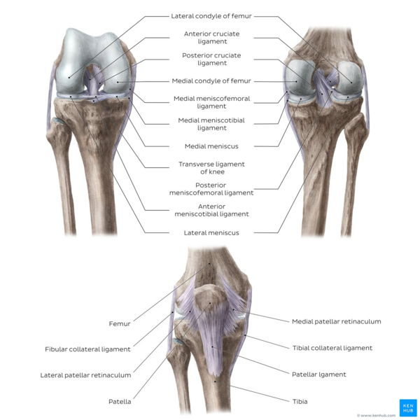 Overview of the knee joint (anterior and posterior views)