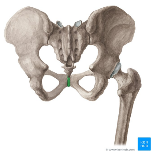 Pubic symphysis (highlighted in green) - posterior view