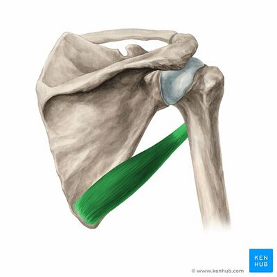 Teres major muscle (highlighted in green) - posterior view