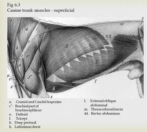 Canine superficia trunk muscles.jpeg