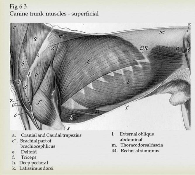File:Canine superficia trunk muscles.jpeg