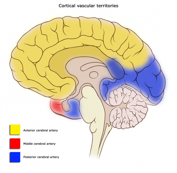 File:PP Cerebral vascular territories 1.jpg