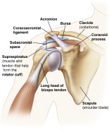 Subacromial structures.jpg