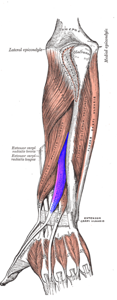 File:Extensor pollicis longus muscle.png