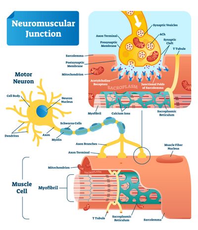 Neuromuscular junction illustration of action.jpeg