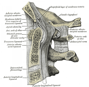 artroza articulație axială atlanto