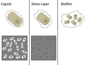 Bacteria Capsules and Slime Layers.jpg