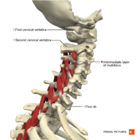 Muscles of the cervical region multifidus intermediate layer Primal.png