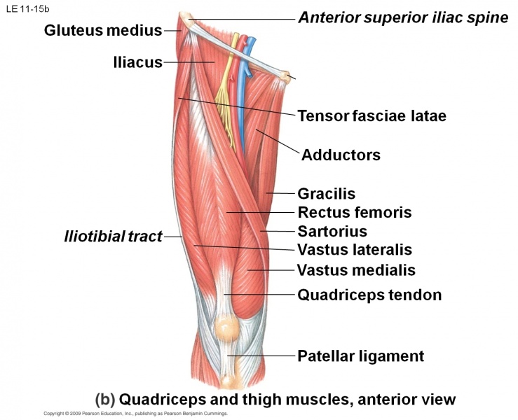 File:Quadriceps muscle.jpg
