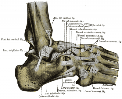 Ankle Joint - Physiopedia