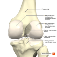 Knee joint posterior aspect Primal.png