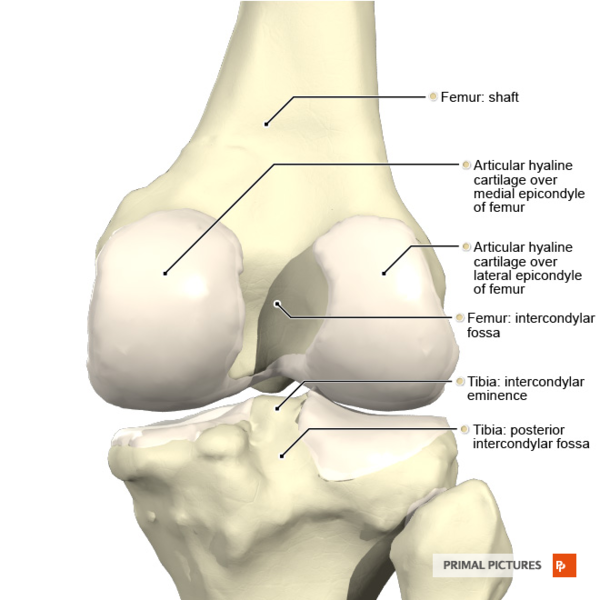 File:Knee joint posterior aspect Primal.png