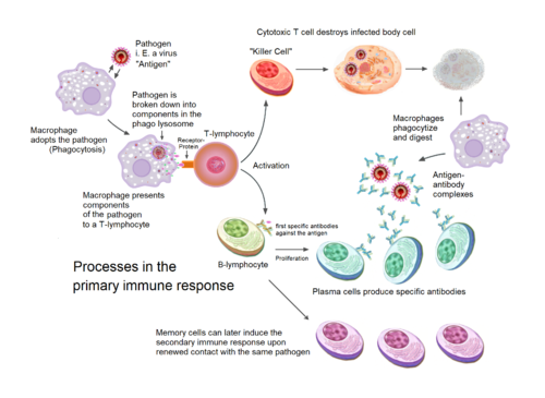Primary immune response 1.png