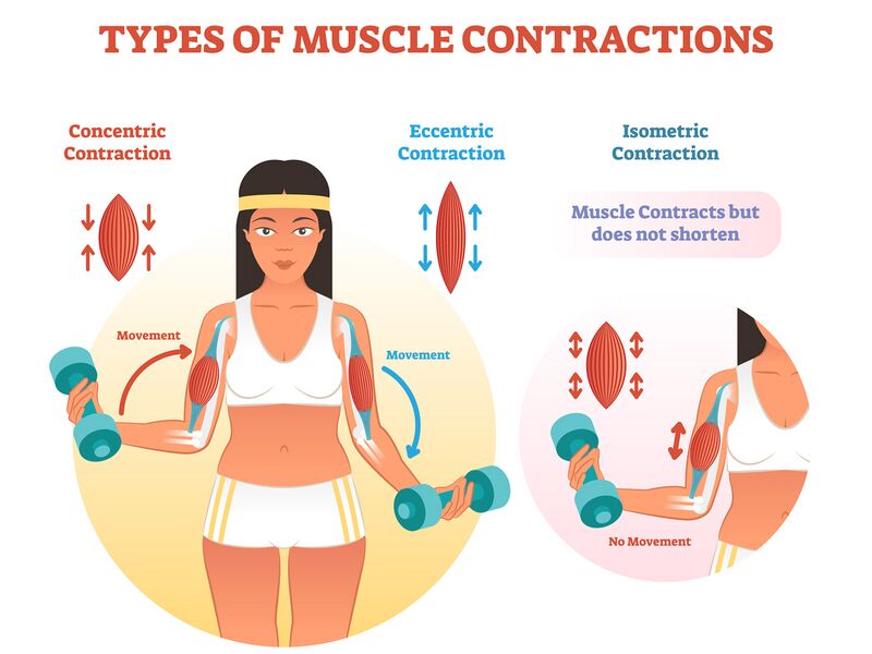 File:Types of muscle contractions - shutterstock 1067519069.jpeg
