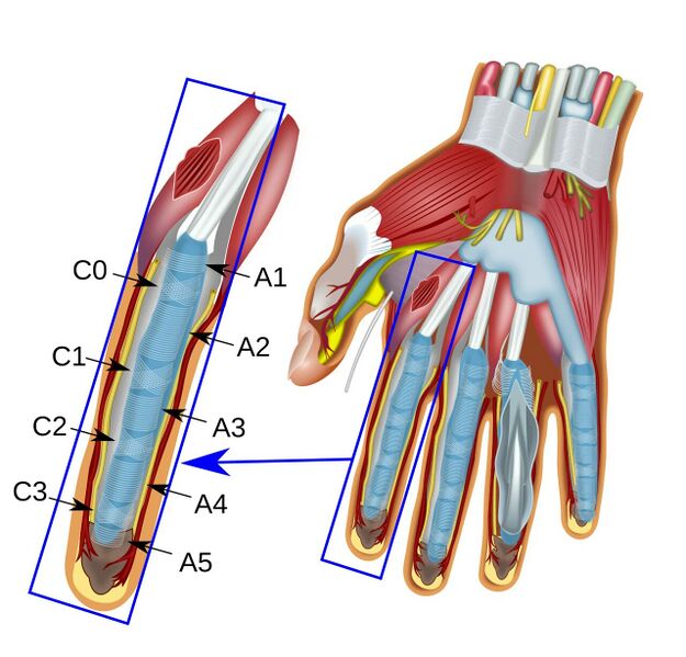 File:Annular and cruciform parts of fibrous sheath over flexor tendon sheaths.jpeg