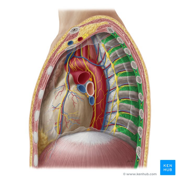 File:Intercostal muscles - Kenhub.png