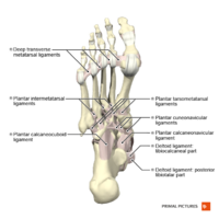 Ligaments of the foot plantar aspect Primal.png