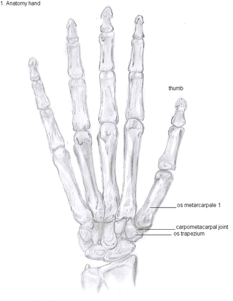 File:Anatomy of the hand.png