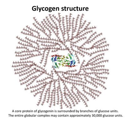 Glycogen structure.jpeg