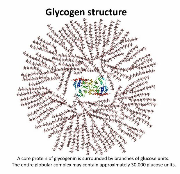 File:Glycogen structure.jpeg