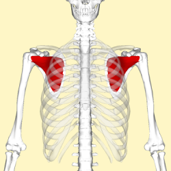 Subscapularis muscle.png