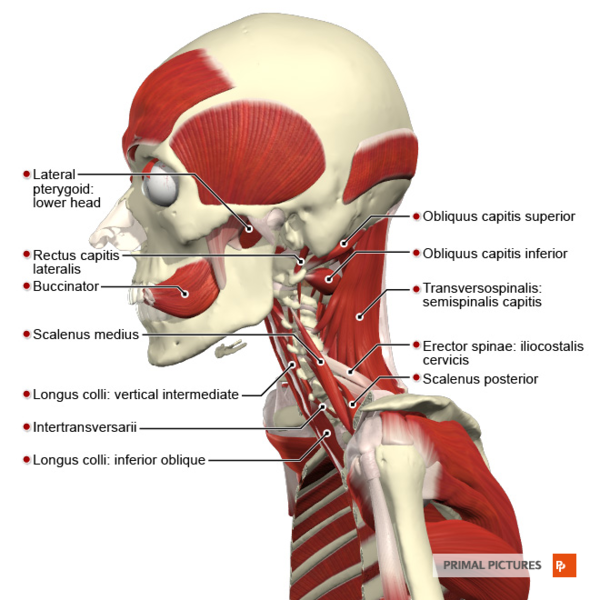 File:Deep muscles of the head and neck lateral aspect Primal.png