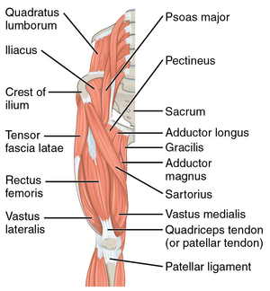 Hip muscles anterior aspect.