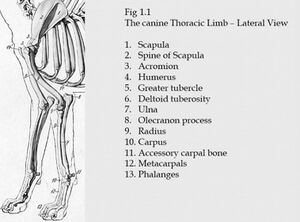 Canine thoracic limb lateral view.jpeg