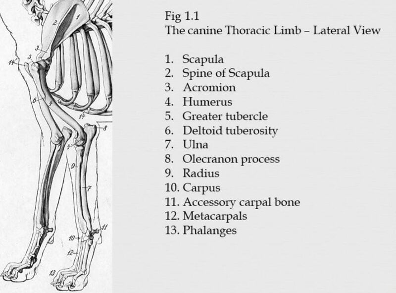 File:Canine thoracic limb lateral view.jpeg