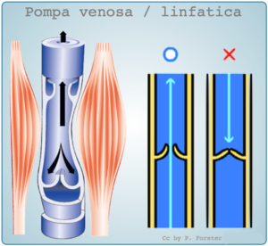 muscle-arterial pumps for the veins and lymphatic ducts