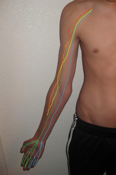 File:Brachial plexus anterior view nerves.JPG