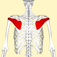 Infraspinatus muscle back2.png