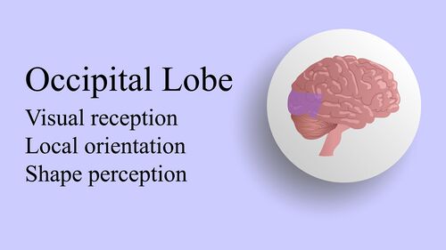 Occipital lobe location and function.jpeg