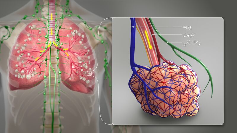 File:3D Medical Animation Bronchial Airways terminating ends-ar.jpeg