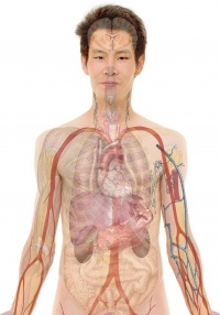 Body with anatomy overlay.jpg