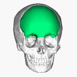 https://commons.wikimedia.org/wiki/File:Frontal_bone_animation.gif